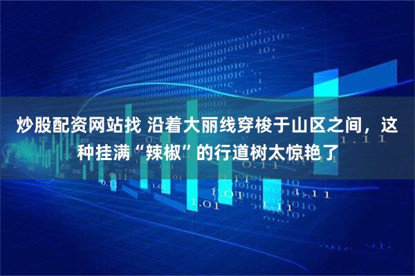 炒股配资网站找 沿着大丽线穿梭于山区之间,这种挂满“辣椒”的行道树太惊艳了
